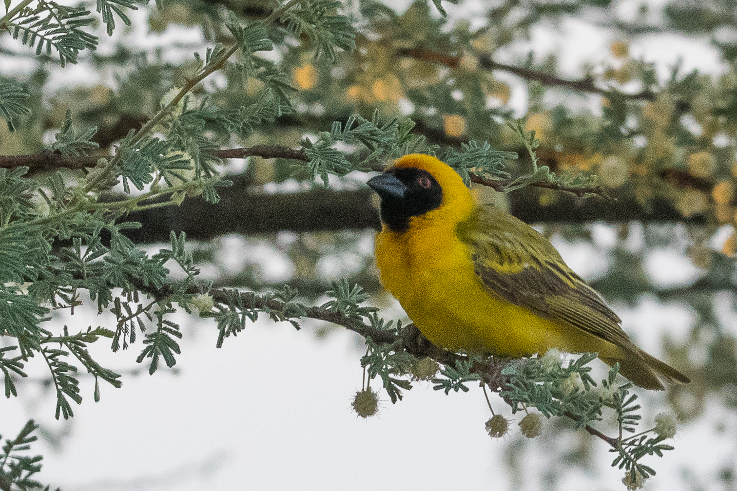 Tisserin à tête rousse, ou à front noir, ou masqué (Southern masked-weaver, Ploceus velatus) mâle nuptial, Onguma Nature Reserve, Etosha, Namibie.